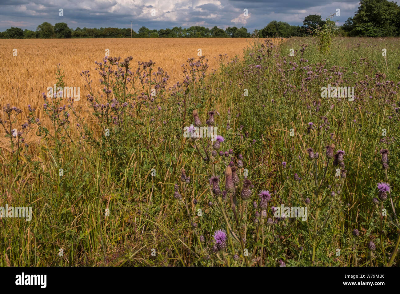 Bereich der Gerste mit einem beiseite Marge ein Lebensraum für Vögel und Tiere. Suffolk, Großbritannien. Stockfoto