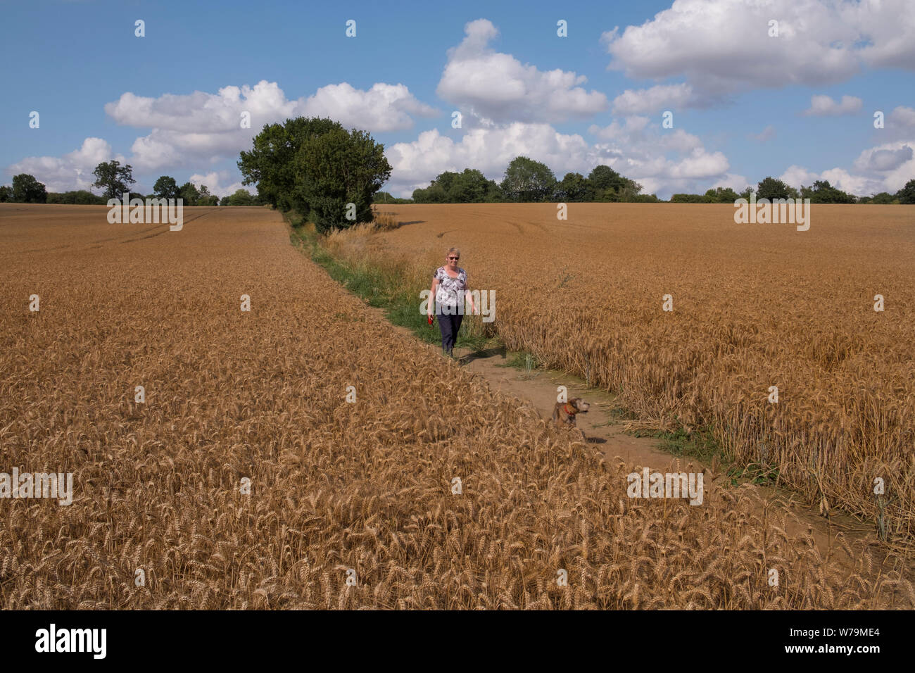 Pfad durch ein Feld von Weizen durch einen Hund Walker verwendet wird. Suffolk, Großbritannien. Stockfoto