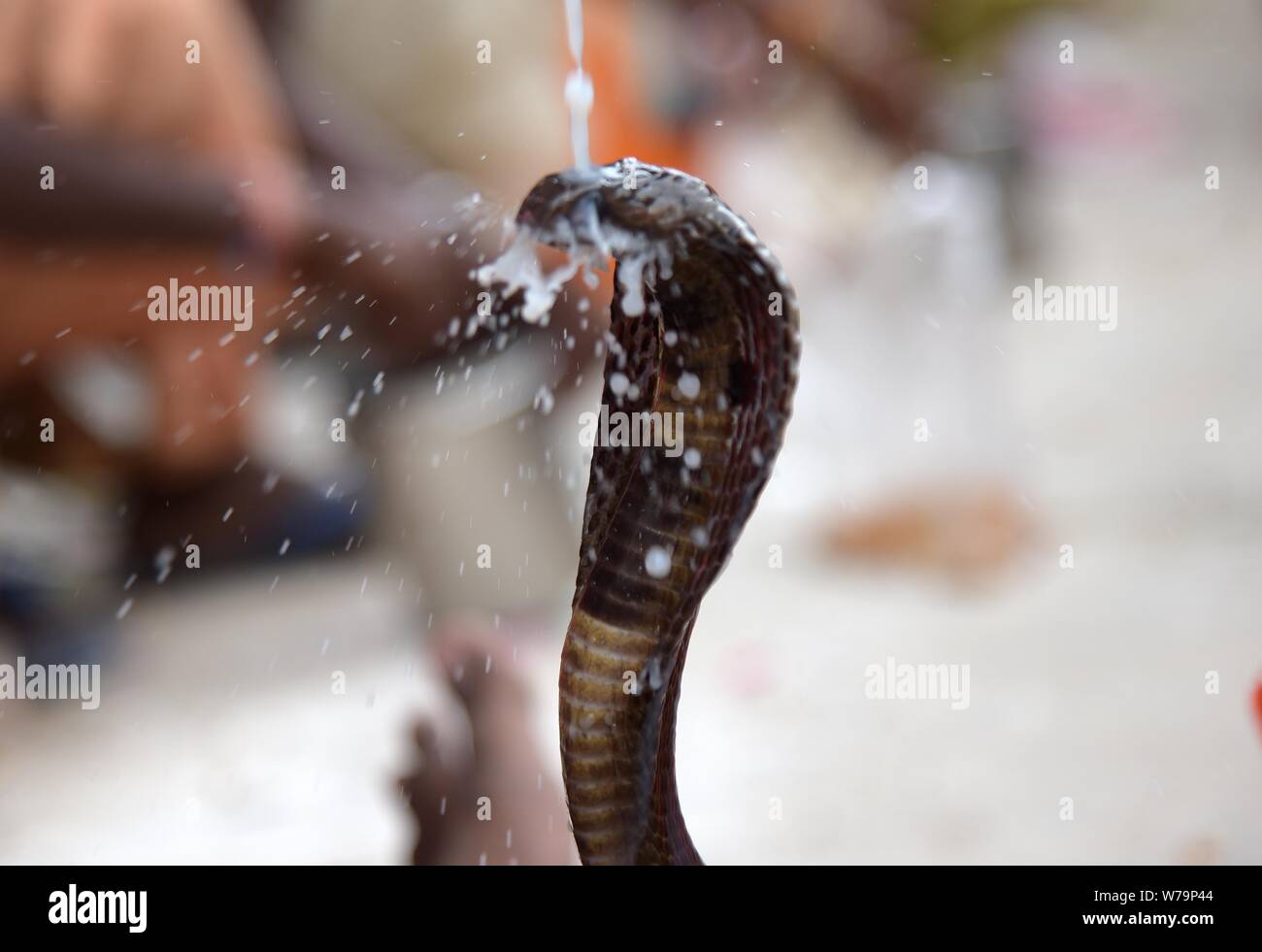 August 5, 2019: Hindu devotee bieten Jalabhishek zu einem Cobra snake anlässlich des Nagpanchami Festival während Shravan Monat in Prayagraj (Singapore) am 05. August 2019. Credit: Prabhat Kumar Verma/ZUMA Draht/Alamy leben Nachrichten Stockfoto