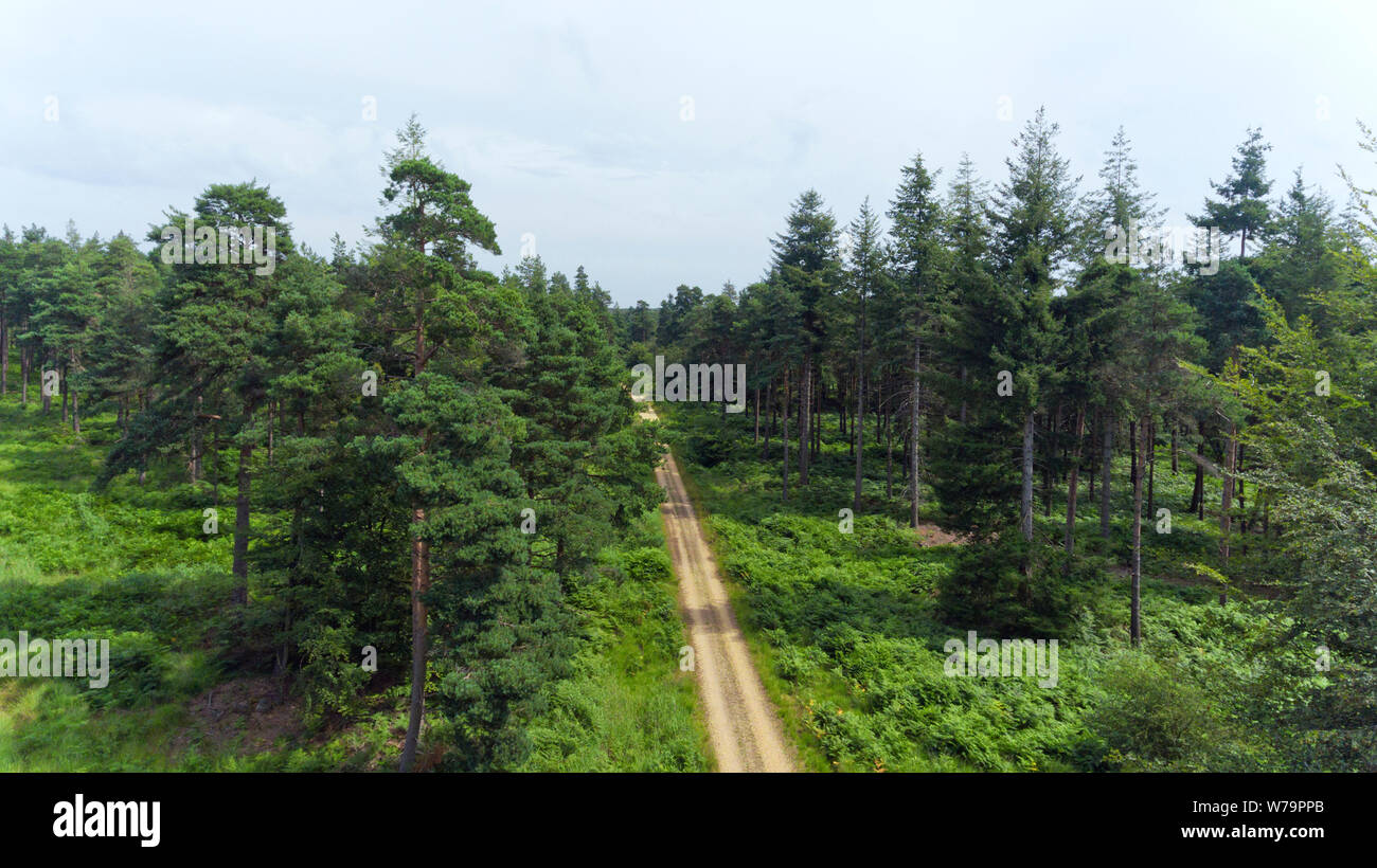 Luftaufnahme der Pfad zwischen Kiefern und grünen Farn in einem Wald. Stockfoto
