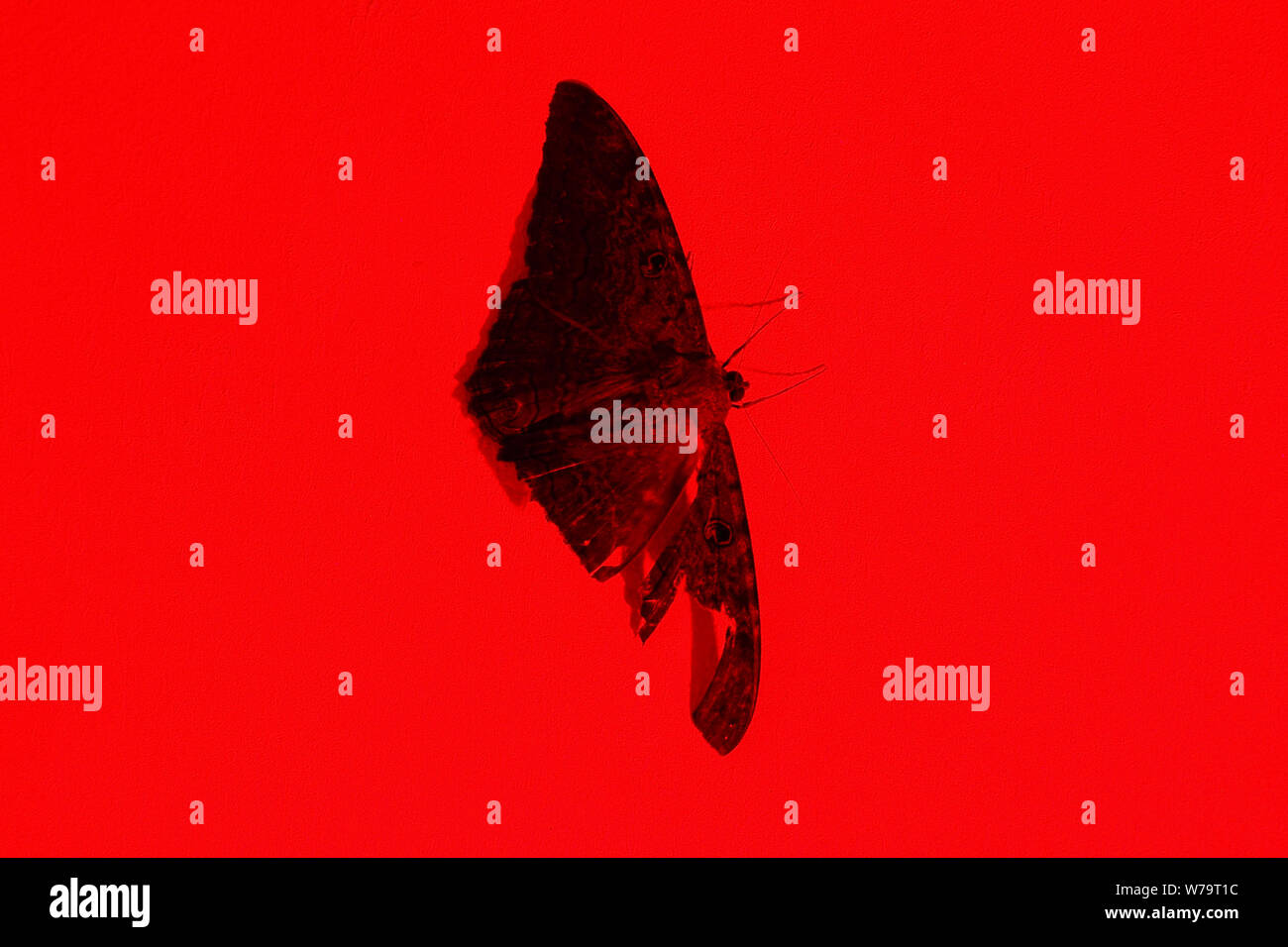 Große Schwarze Schmetterling an der Mauer roten Hintergrund. Ein Flügel ist beschädigt. Stockfoto