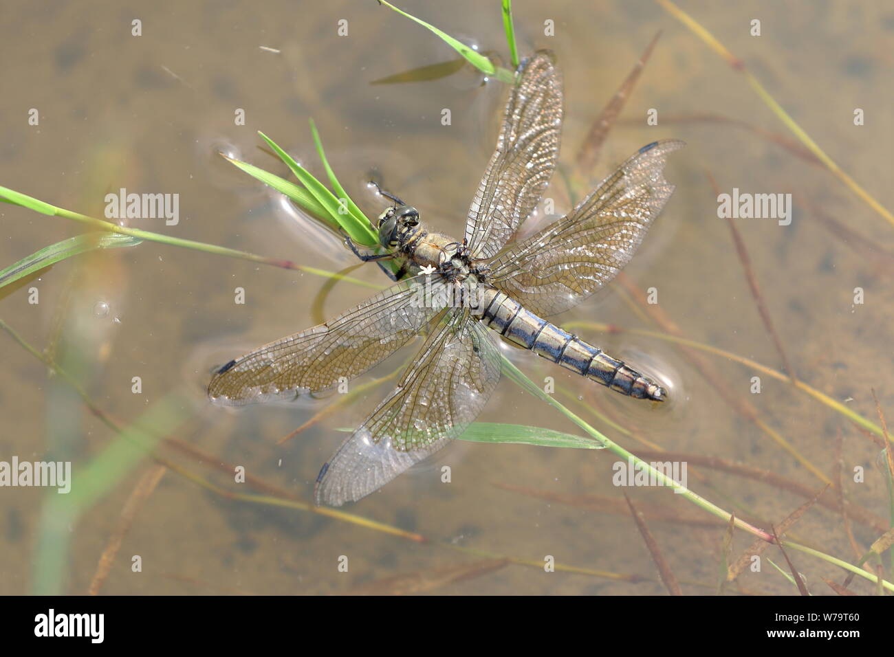 Eine reife weibliche Schwarz tailed Skimmer (Orthetrum Cancellatum) auf der Oberfläche von einem Pfund Stockfoto
