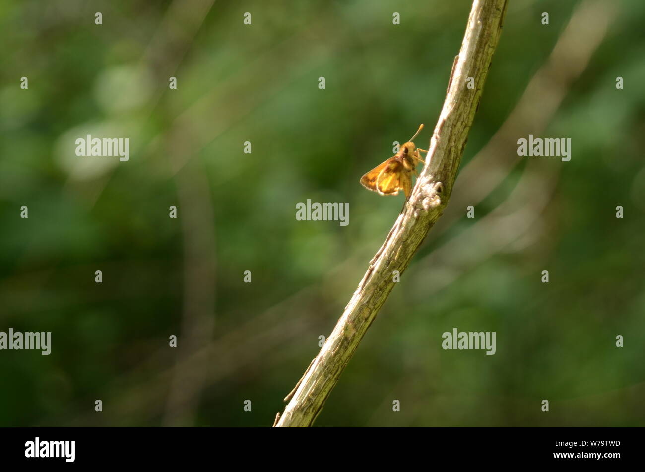 HIGH WIRE ACT: Ein schöner Schmetterling Tänze entlang der Stamm Zweig von einem Busch. Stockfoto