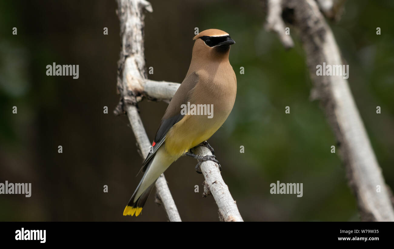 Reifen Cedar Waxwing Bombycilla cedrorum,, Colorado, USA Stockfoto