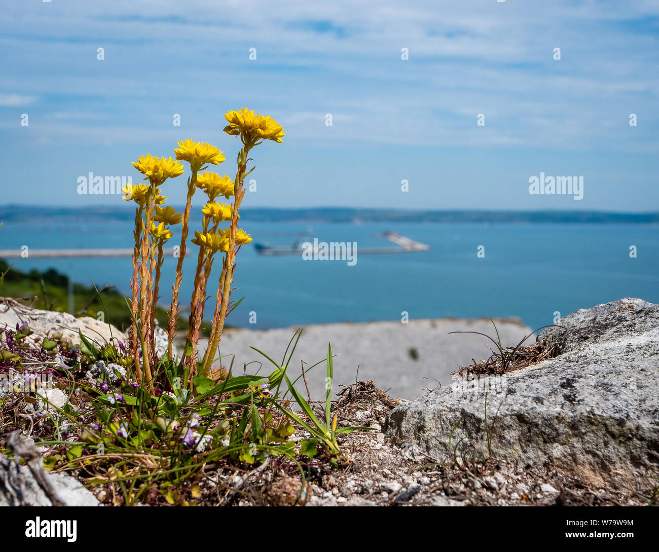 Rock fetthenne Sedum forsterianum wachsen auf Klippen auf der Isle of Portland an der Küste von Dorset UK Stockfoto