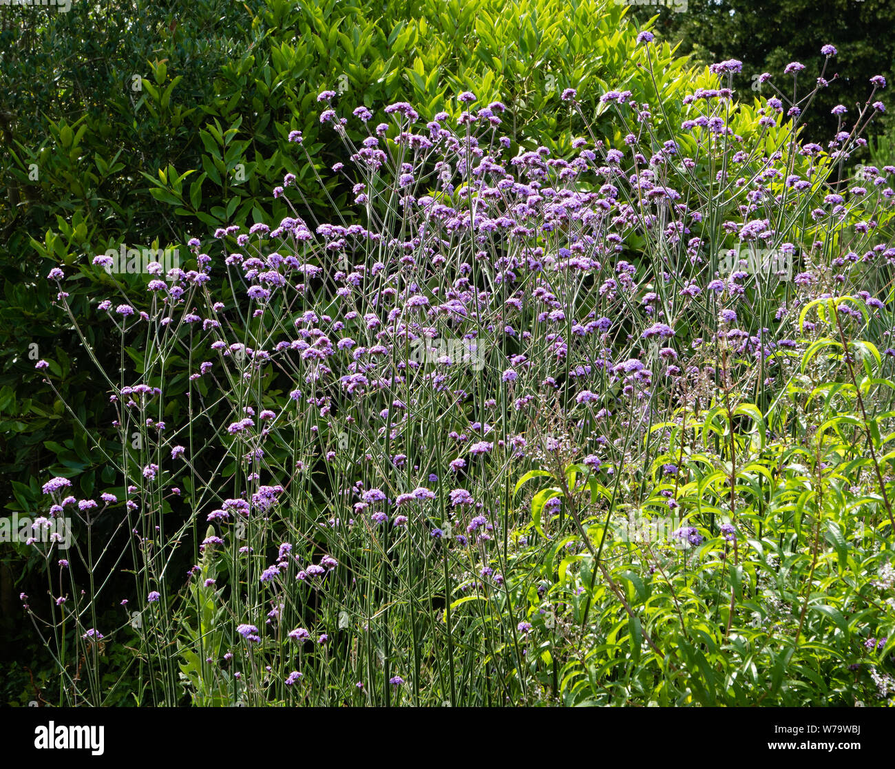 Nektar reichen Violett Blau Blumen eisenkraut Verbena bonariensis in einem Englischen Garten zieht eine Vielzahl von Bienen, Schmetterlinge und andere Insekten Stockfoto