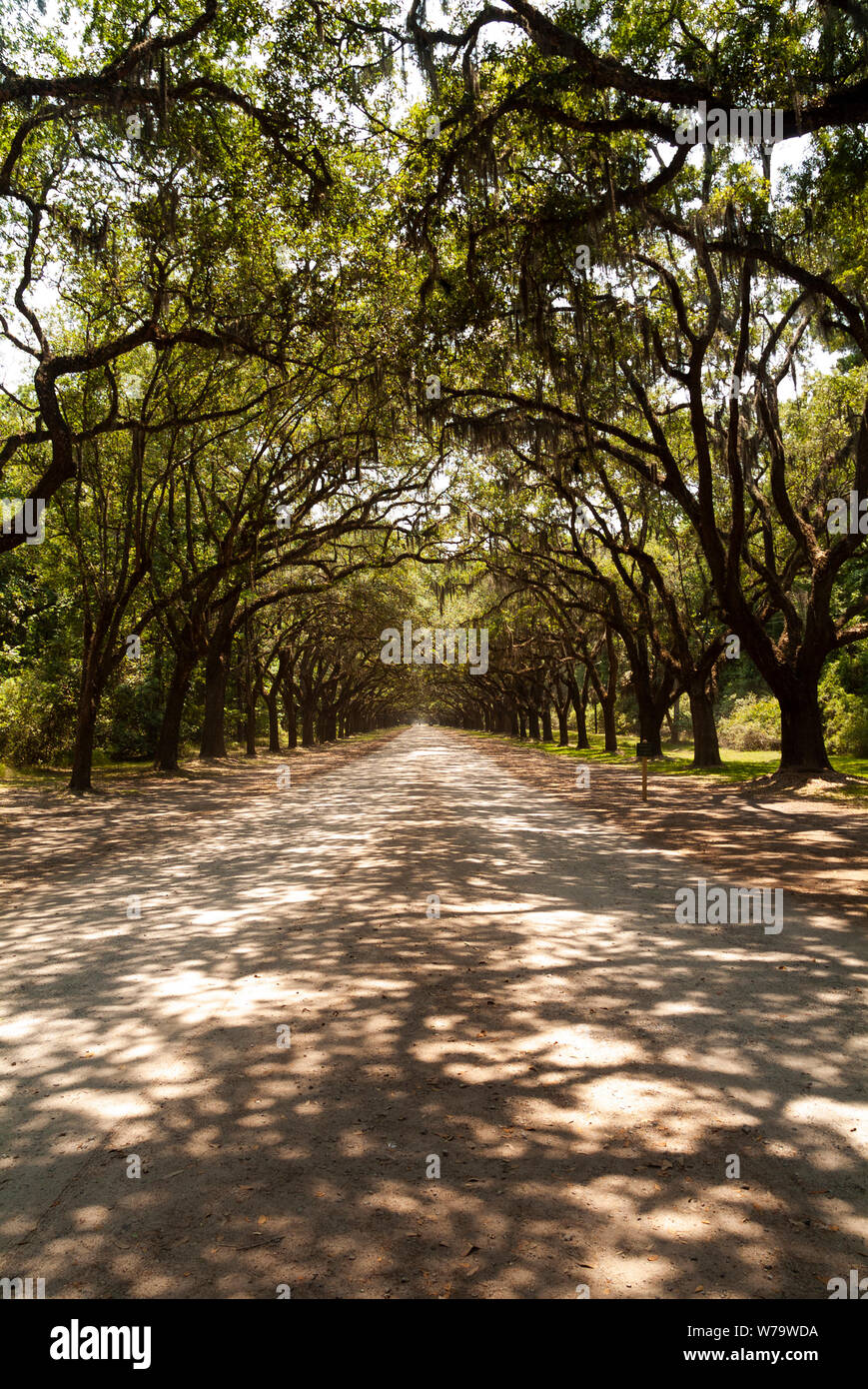 Die malerische Straße, die von mehr als vierhundert lebenden Eichen gesäumt ist, die über der Oak Avenue hängen, führt direkt zur historischen Stätte und Plantage von Wormsloe Stockfoto