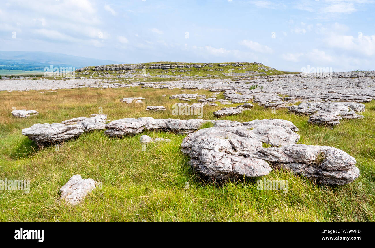 Auf der Suche nach Bereichen von Kalkstein Plasterung auf Great Asby Narbe an den ehemaligen Eisernen Siedlung von Schloss Falten auf der angehobenen Plateaus - Cumbria GROSSBRITANNIEN Stockfoto