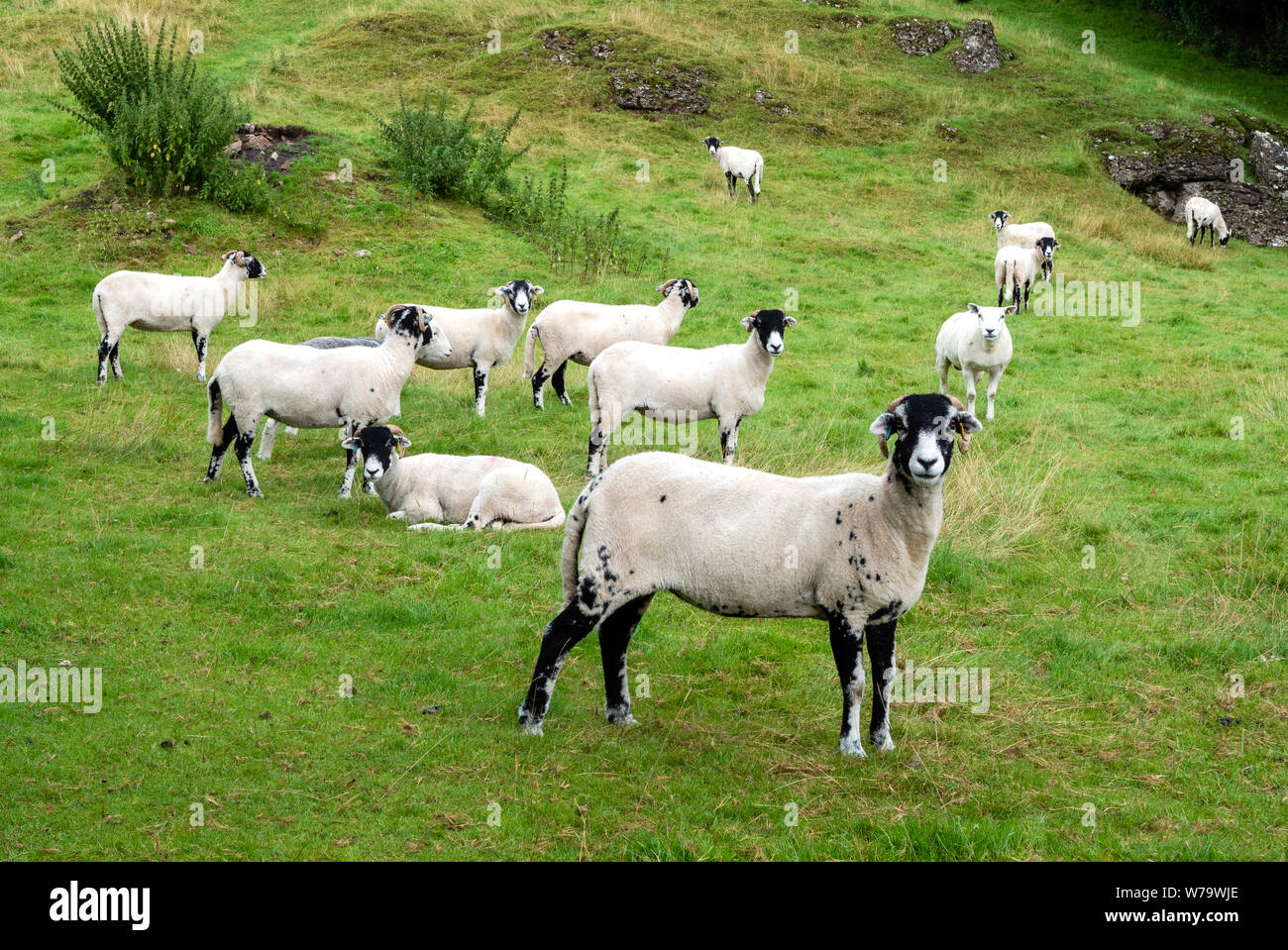 Vor kurzem abgeschert Swaledale Schafe weiden in der rauhen Weide in der Eden Valley in der Nähe von Kirkby Stephen in Cumbria GROSSBRITANNIEN Stockfoto