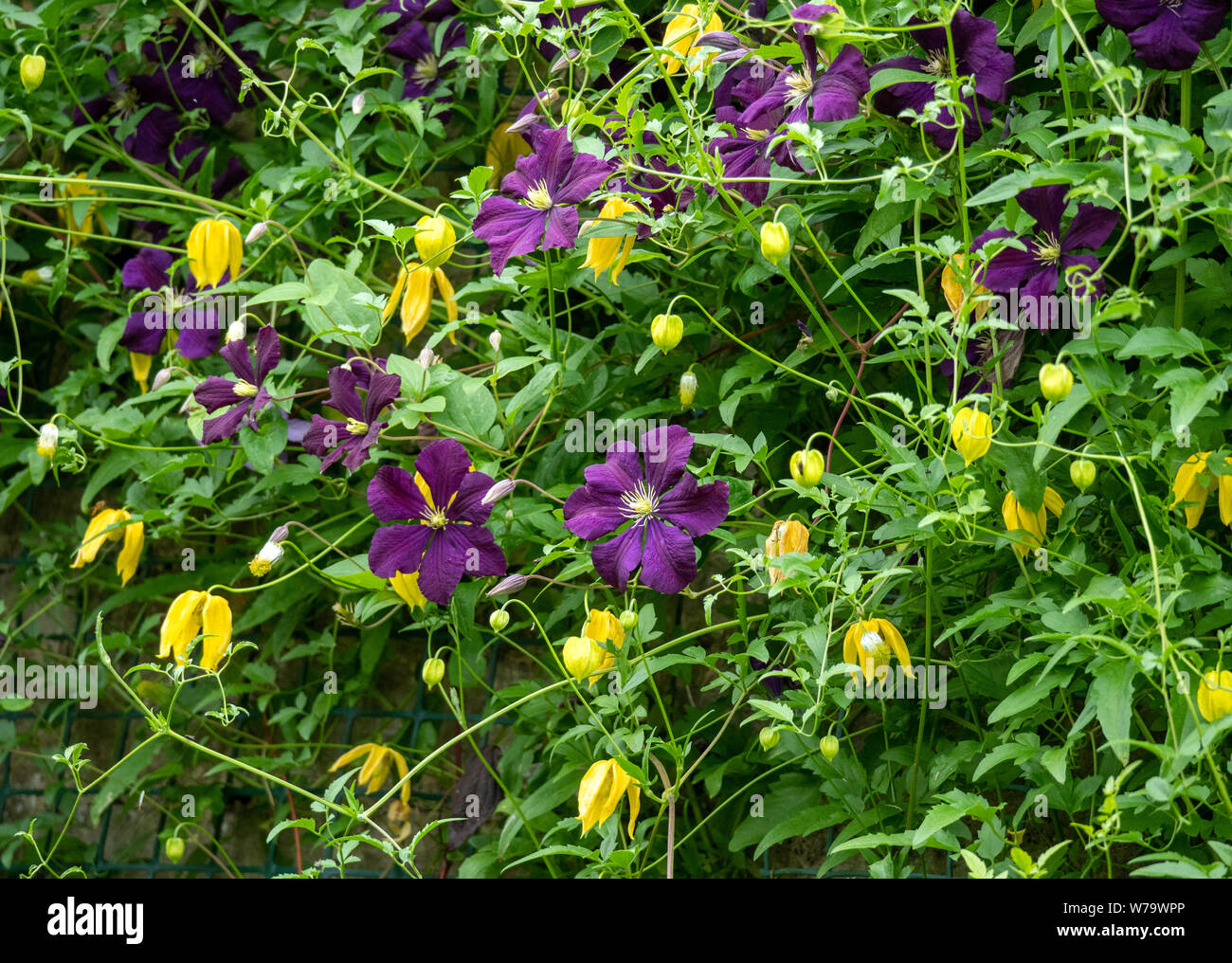 Erfreulich Verband der gelbe Clematis tangutica Bill Mackenzie und violetten Clematis Jackmanii auf einer Hauswand in einer englischen Grafschaft Garten UK Stockfoto