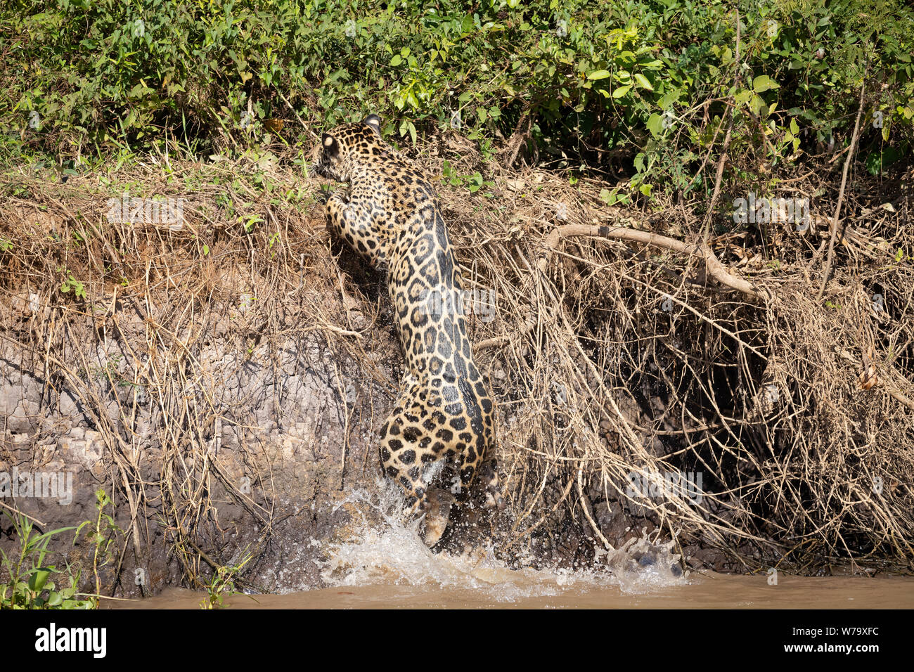 Jaguar (Onça pintatada) im Pantanal Stockfoto