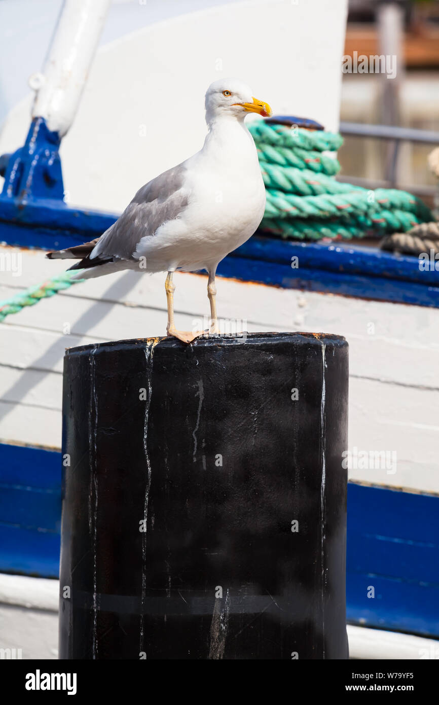 Schöne Möwe Portrait auf Metall Post vor Boot am Hafen (Kopie) Stockfoto