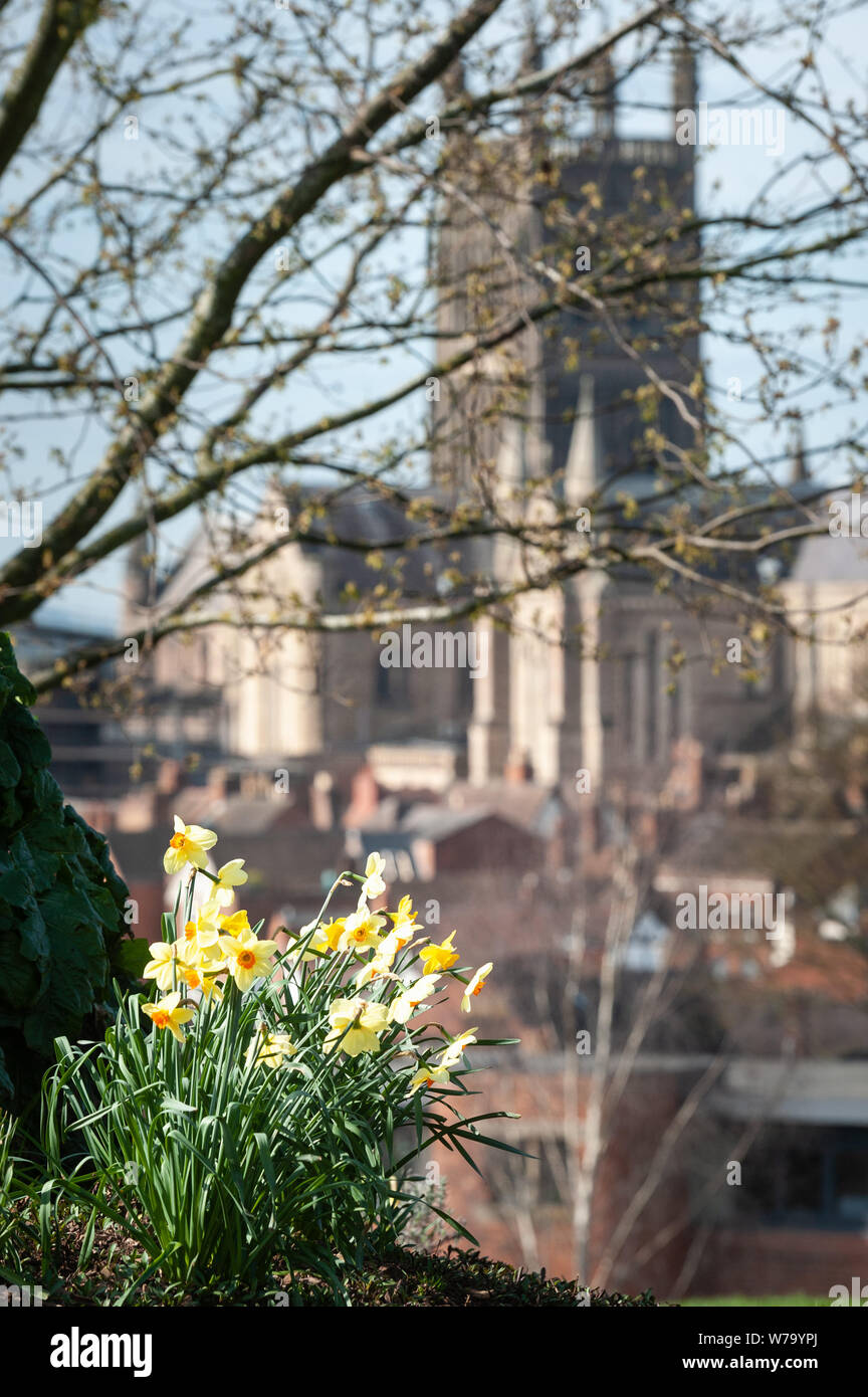 Worcester, Worcestershire, Großbritannien. Schönem Wetter begrüßt die Frühjahrs-tagundnachtgleiche in Worcester, Großbritannien. Im Bild: Narzissen öffnen ihre Blüten zu den warmen weath Stockfoto