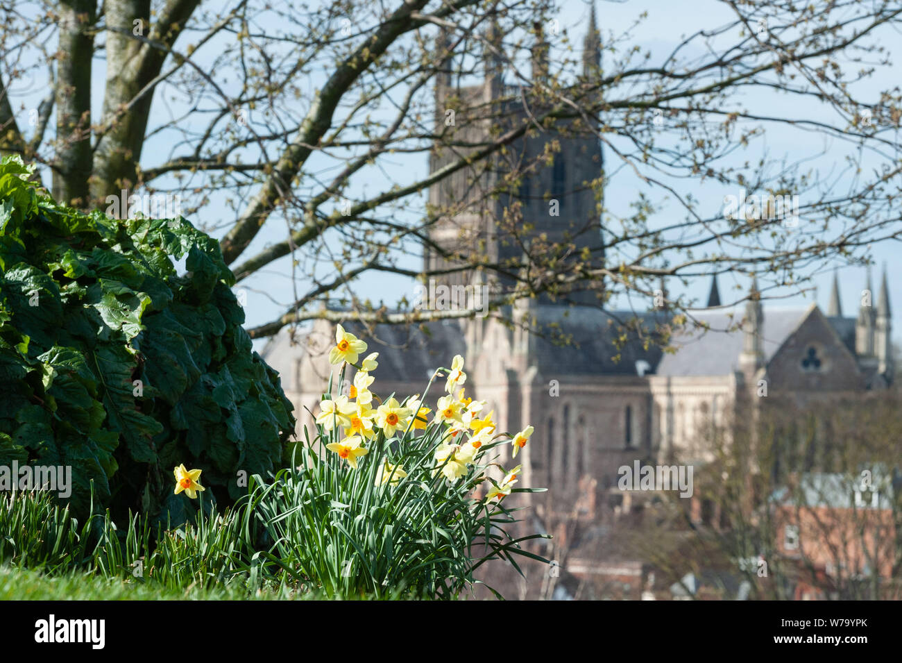 Worcester, Worcestershire, Großbritannien. Schönem Wetter begrüßt die Frühjahrs-tagundnachtgleiche in Worcester, Großbritannien. Im Bild: Narzissen öffnen ihre Blüten zu den warmen weath Stockfoto
