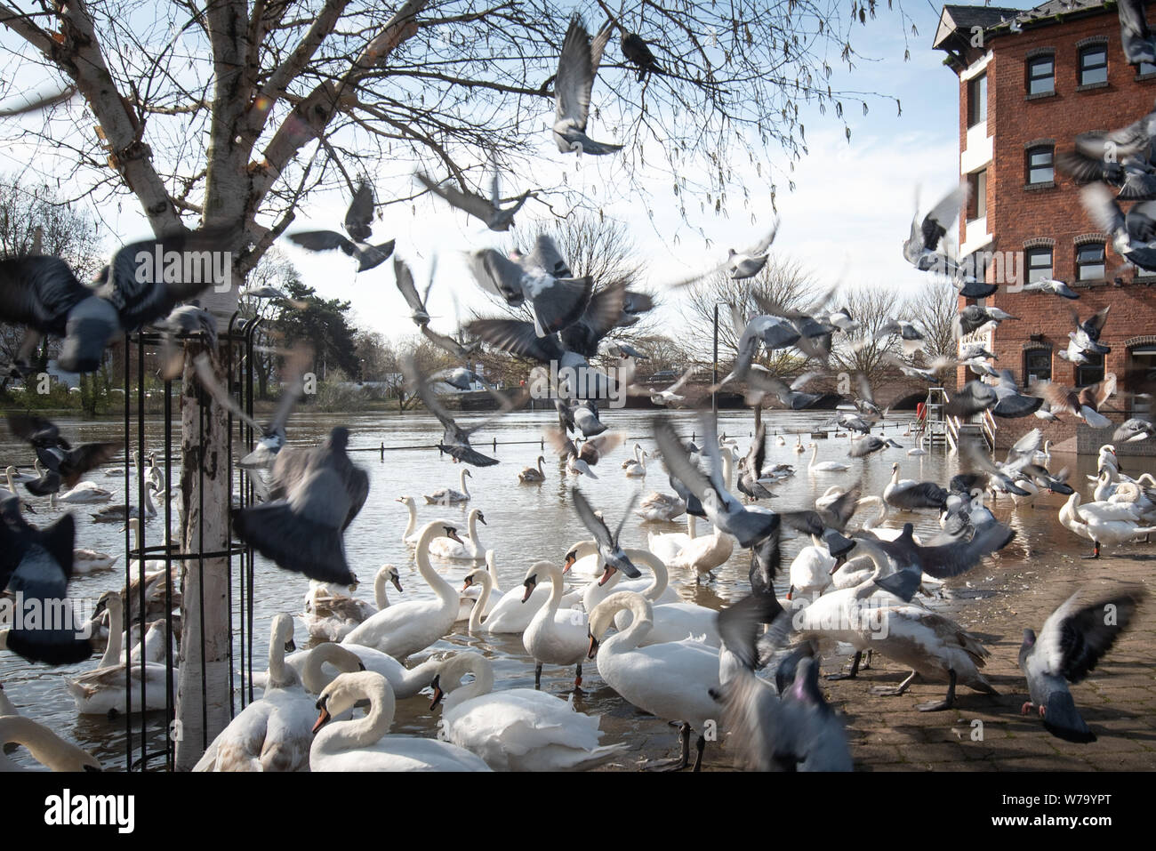 Worcester, Worcestershire, Großbritannien. Schönem Wetter begrüßt die Frühjahrs-tagundnachtgleiche in Worcester, Großbritannien. Im Bild: Schwäne und Tauben in der Nähe des Flusses sammeln swallon Stockfoto