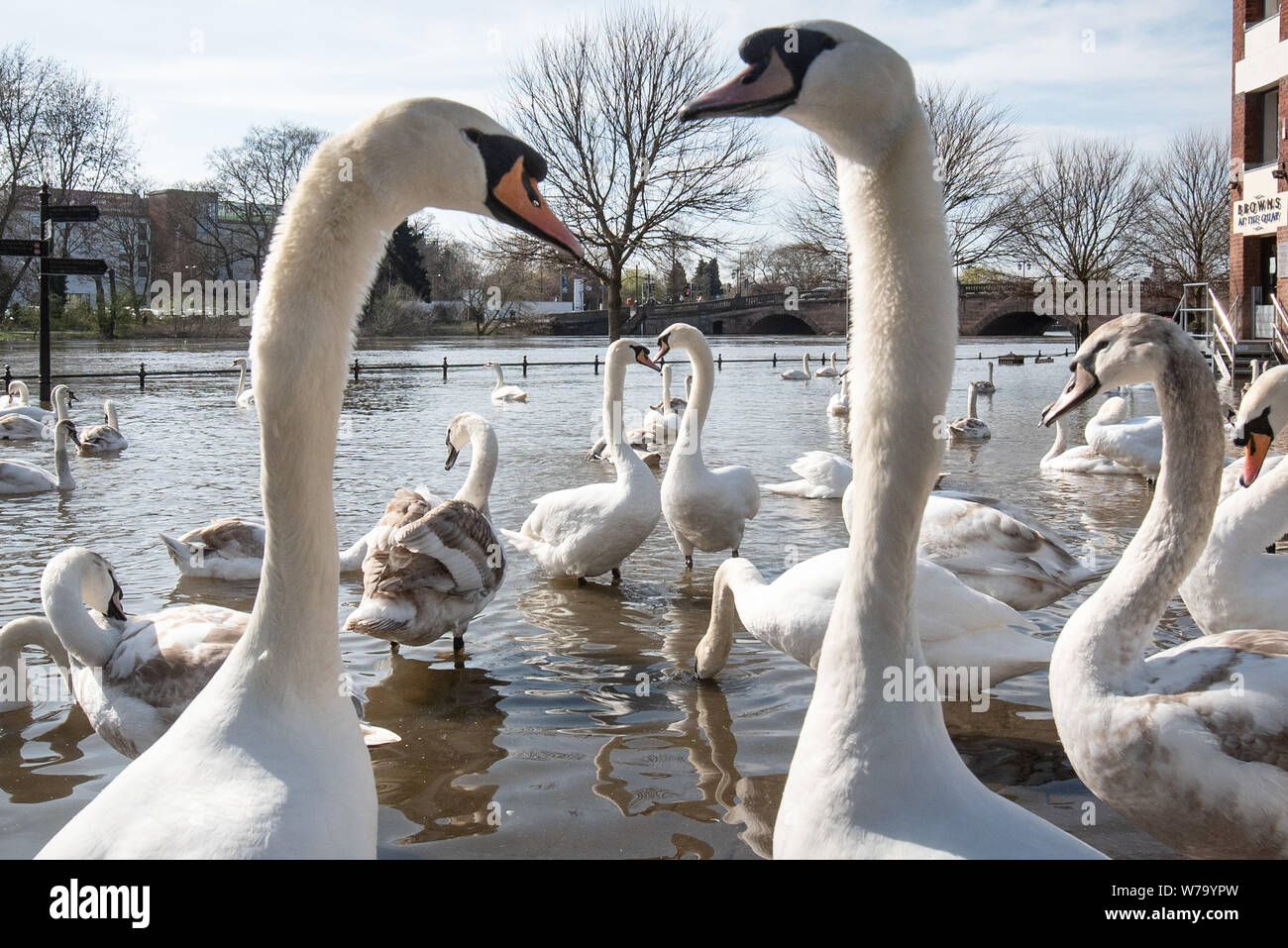 Worcester, Worcestershire, Großbritannien. Schönem Wetter begrüßt die Frühjahrs-tagundnachtgleiche in Worcester, Großbritannien. Im Bild: Schwäne und Tauben in der Nähe des Flusses sammeln swallon Stockfoto