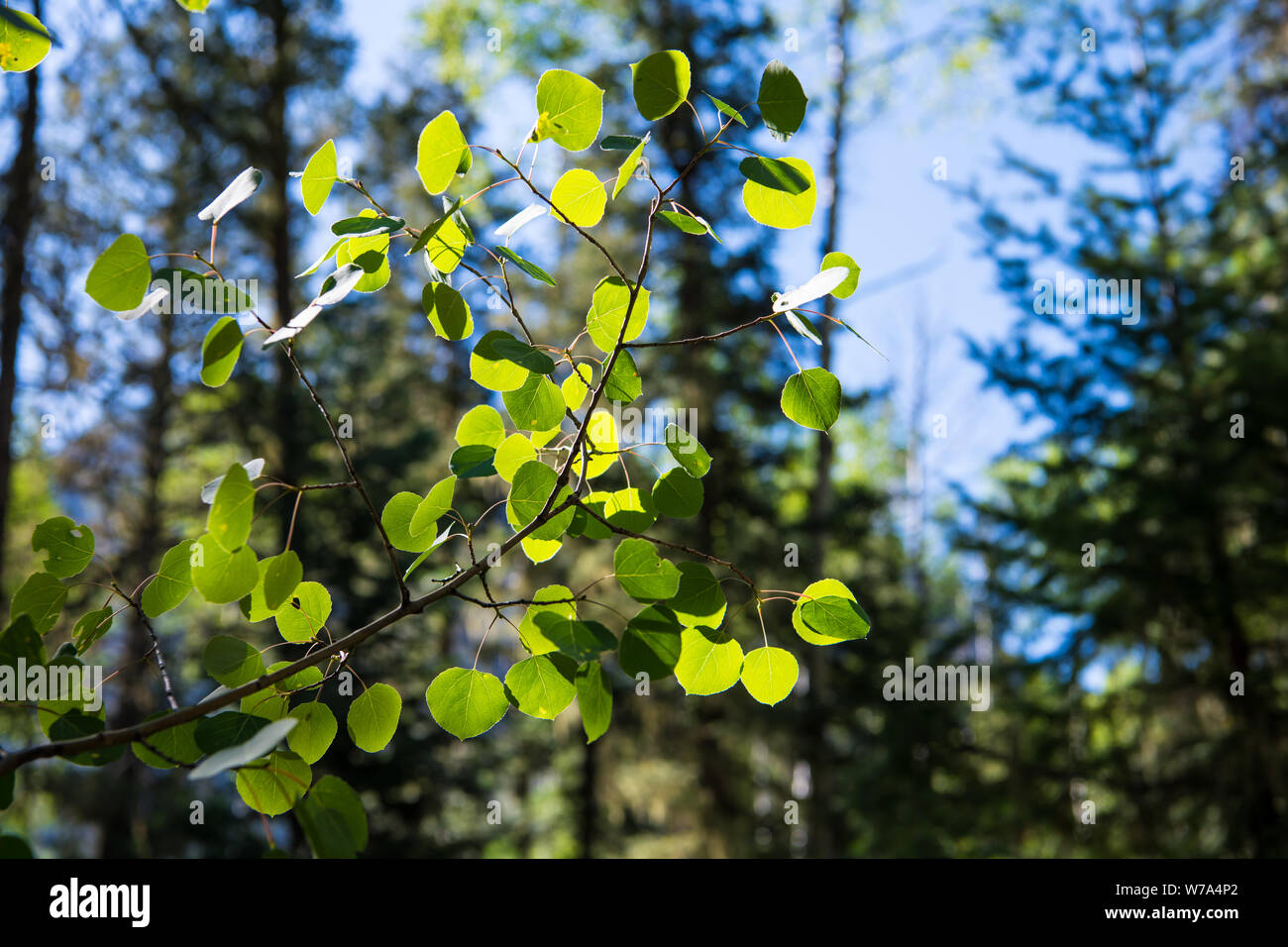 Die grünen Blätter eines Aspen Tree Hintergrundbeleuchtung durch helles Sonnenlicht zeigt eine detaillierte Ansicht der Äste, Zweige und Blätter Venen - in der Nähe von Pagosa Springs, Colorado Stockfoto