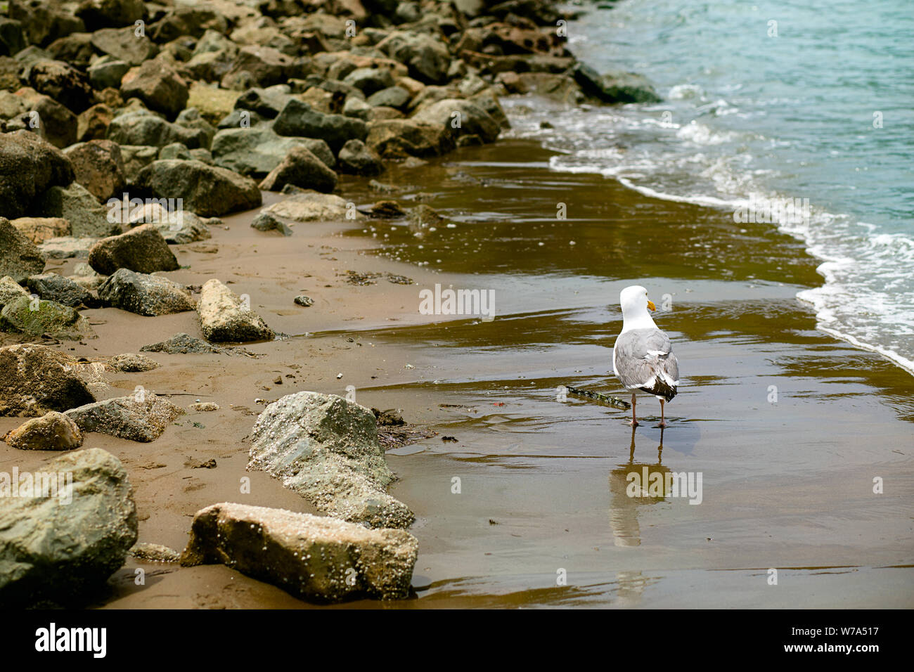 Möwe auf einem felsigen und sandigen Strand mit Wellen im Aquatic Park San Francisco, Kalifornien Stockfoto