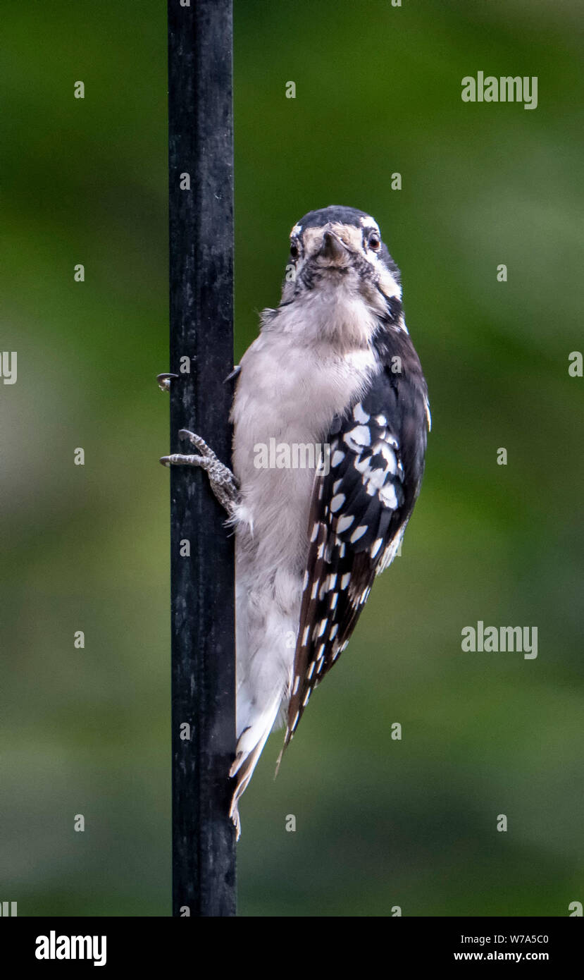 Auf der Pole Stockfoto