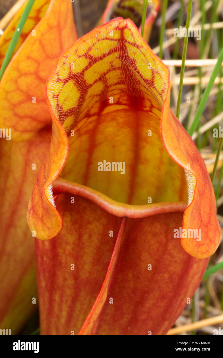 Lila Kannenpflanze (Sarracenia purpurea) entlang Tableland Trail, Gros Morne National Park, Neufundland und Labrador, Kanada Stockfoto