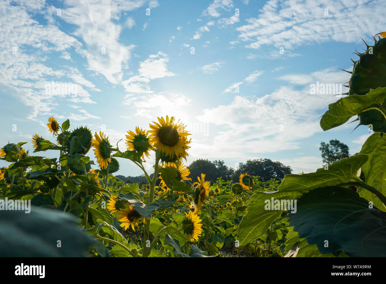 Sonnenblumen auf einem Feld mit der Sonne hinter Ihnen unter einem blauen Himmel mit Wolken und Platz für Text Stockfoto