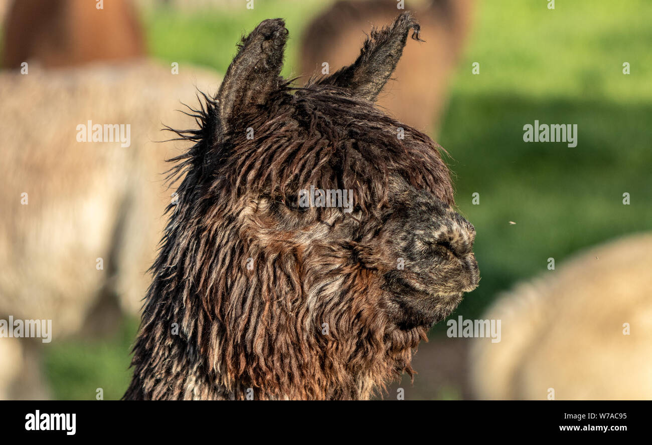 Suri Alpaka (Vicugna pacos) bei einem Alpaka farm Colorado, USA Stockfoto