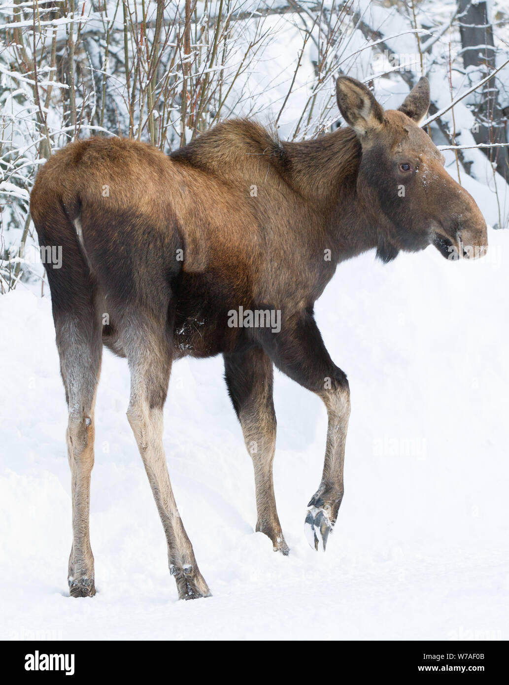Elche in Alaska Stockfoto