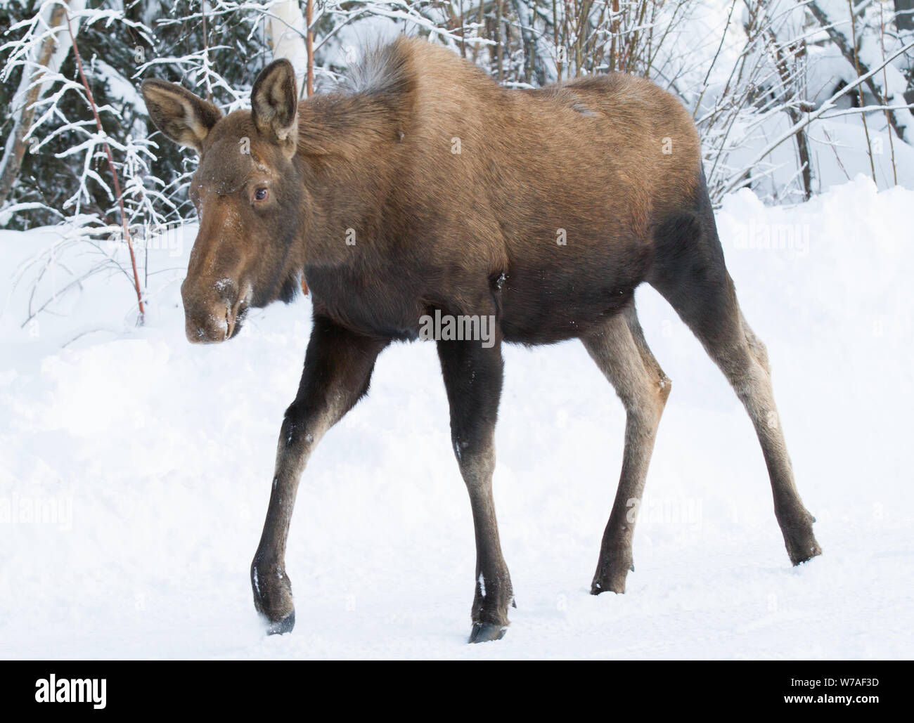 Elche in Alaska Stockfoto