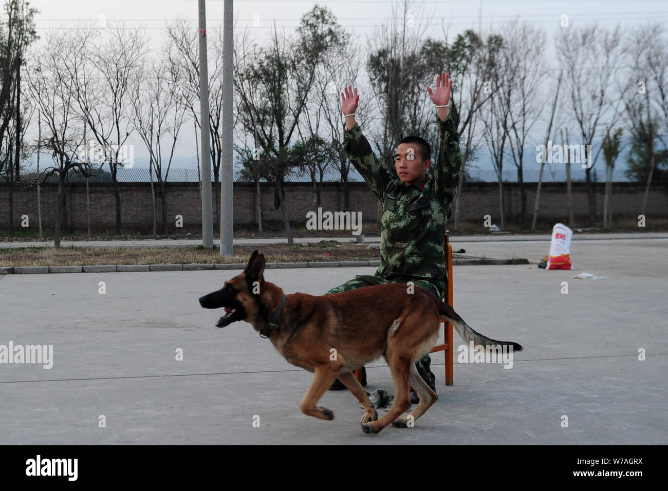 Ein polizeihund der paramilitärischen Polizei nimmt teil an einer Schulung unter Anleitung eines Offiziers an einem Training in North China Shanxi pr Stockfoto