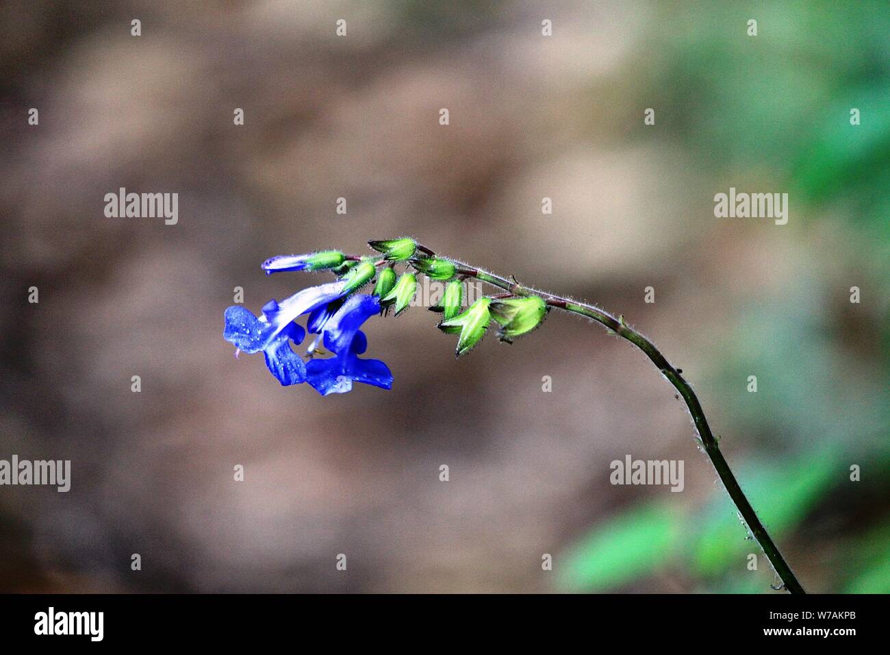 Schöne und lustvolle Blume des peruanischen Amazonas Regenwald Stockfoto