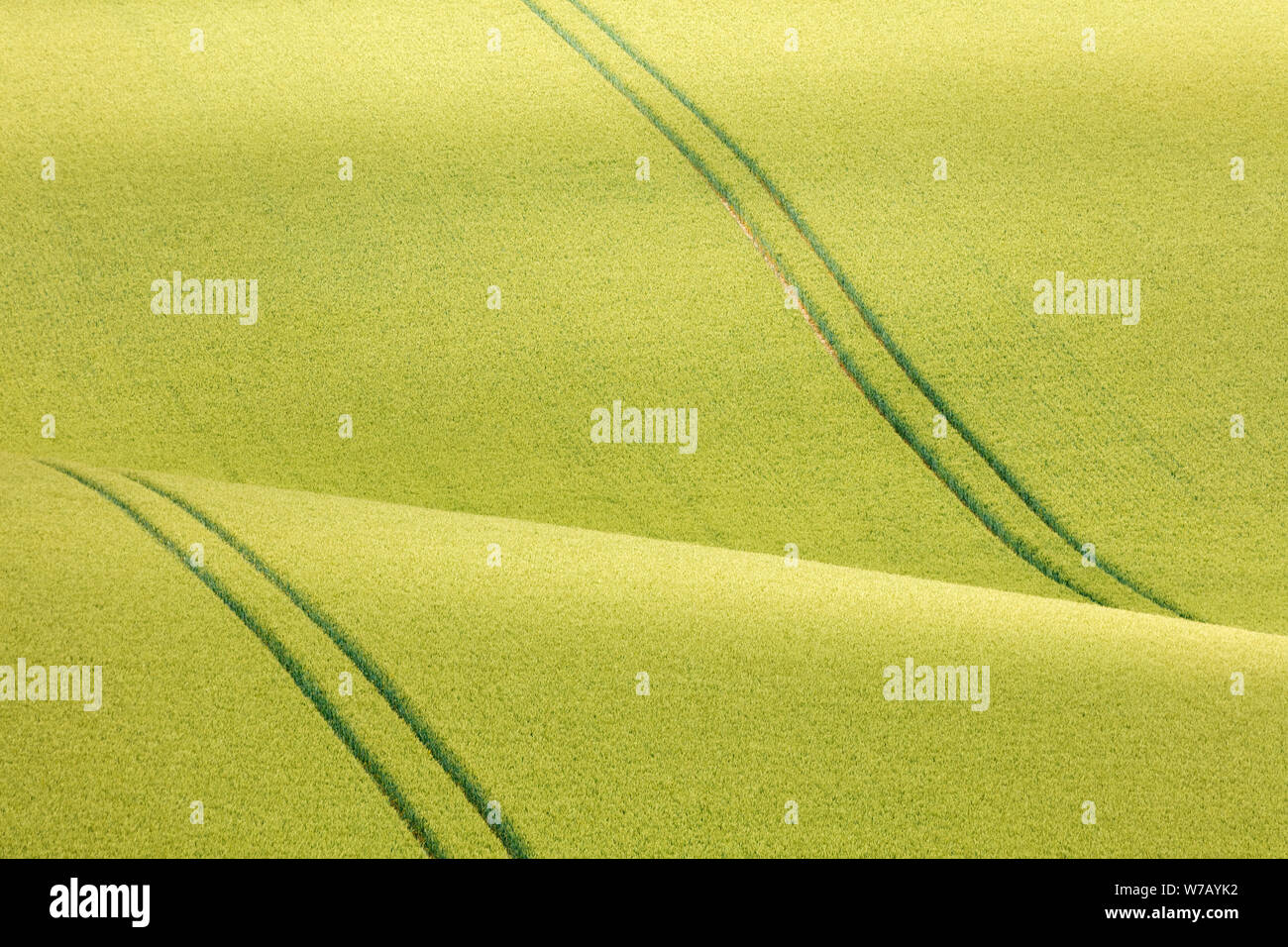 Weizen, Feld, Mais, Getreide, Linien, Kurven, Bögen, Muster, Symmetrie, Landwirtschaft, Wolds Way, lange, Entfernung, Wanderweg, horizontal, Stockfoto