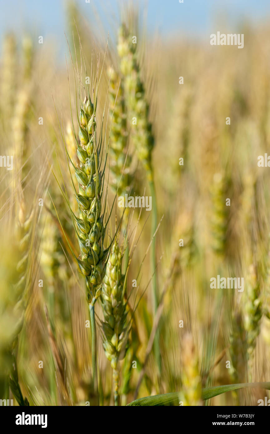 Reif Roggen Ohren auf einem Feld an der Grenze zum Gazastreifen. Israel. Nordwestlichen Negev. Erfolgreiche Landwirtschaft Erfahrung in der Wüste Stockfoto