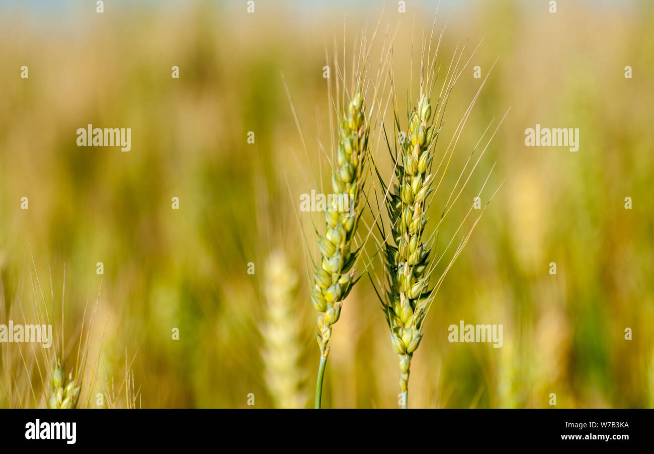 Reif Roggen Ohren auf einem Feld an der Grenze zum Gazastreifen. Israel. Nordwestlichen Negev. Erfolgreiche Landwirtschaft Erfahrung in der Wüste Stockfoto