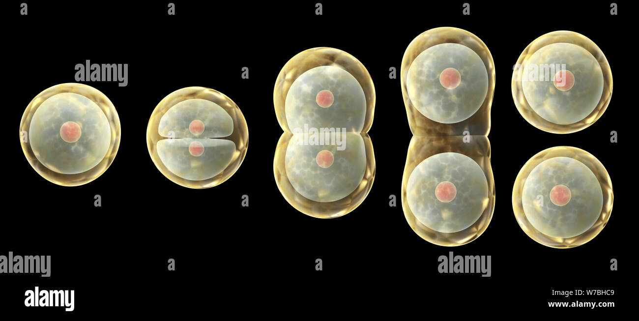Mitose Prozess, Teilung der Zelle. Auf schwarzem Hintergrund isoliert. 3D-Rendering Stockfoto