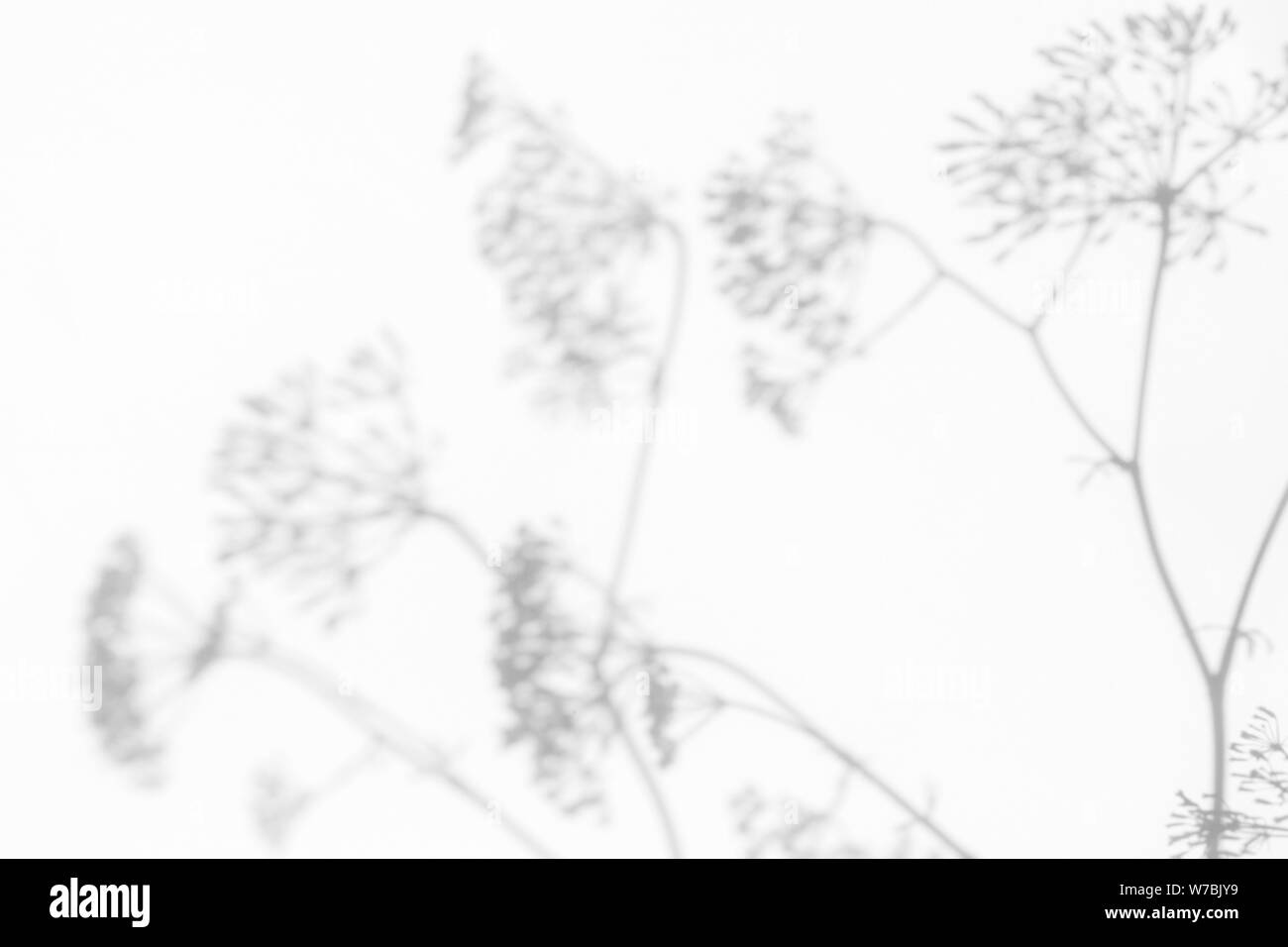 Graue Schatten der Blumen und zarten Gras auf eine weiße Wand. Abstrakten neutralen Charakter Konzept Hintergrund. Platz für Text. Unscharfe, defokussiert. Stockfoto