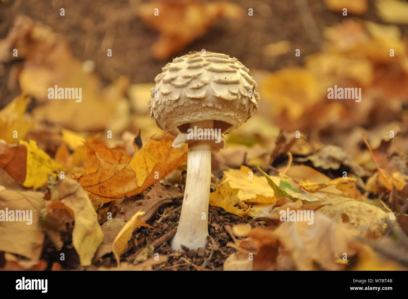 Schöne weiße giftigen Pilz in gelbe Blätter, Herbst Jahreszeit. wenig frische Pilze im Herbst Wald wächst. Pilze sammeln Konzept. kopieren Stockfoto
