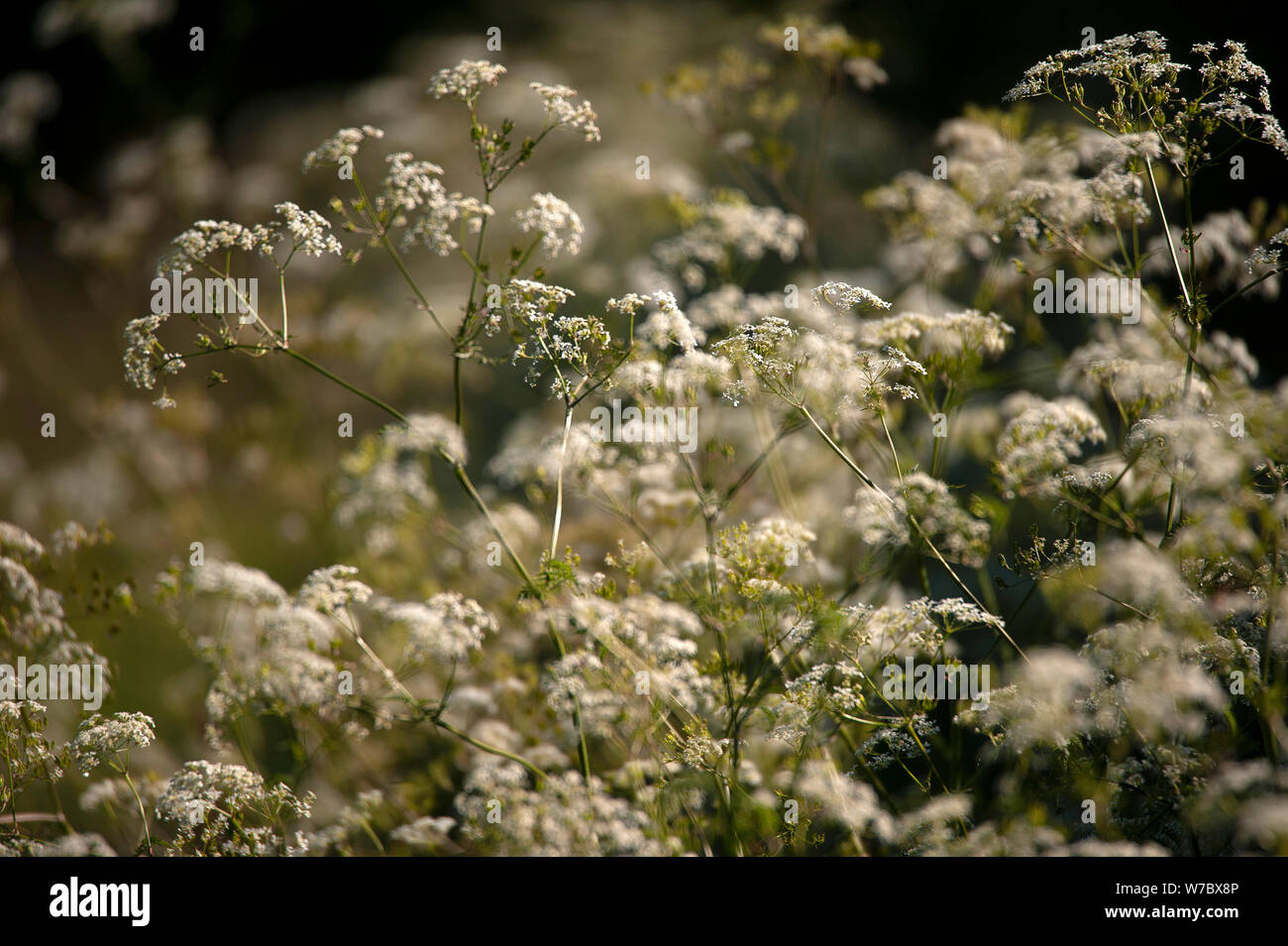 Elder/Aegopodium podagraria Boden Stockfoto