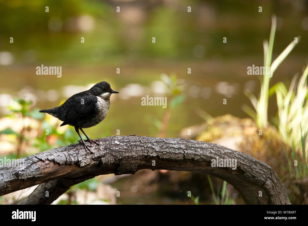 Wasseramsel (Cinclus cinclus) auf dem Fluss Derwent in der nähe von Allensford Stockfoto