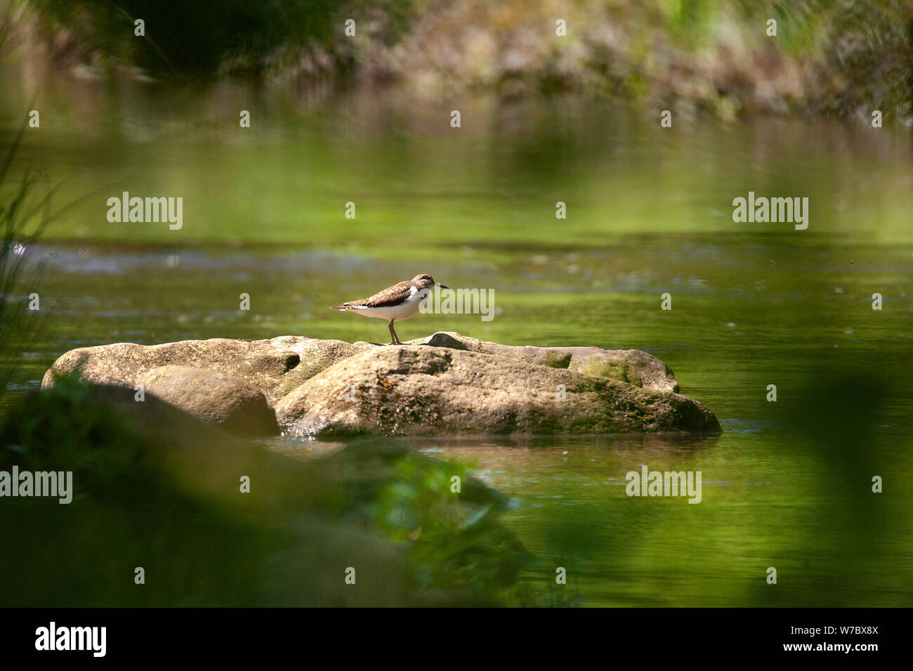 Austernfischer (Haematopus ostralegus) auf dem Fluss Derwent in der nähe von Allensford Stockfoto