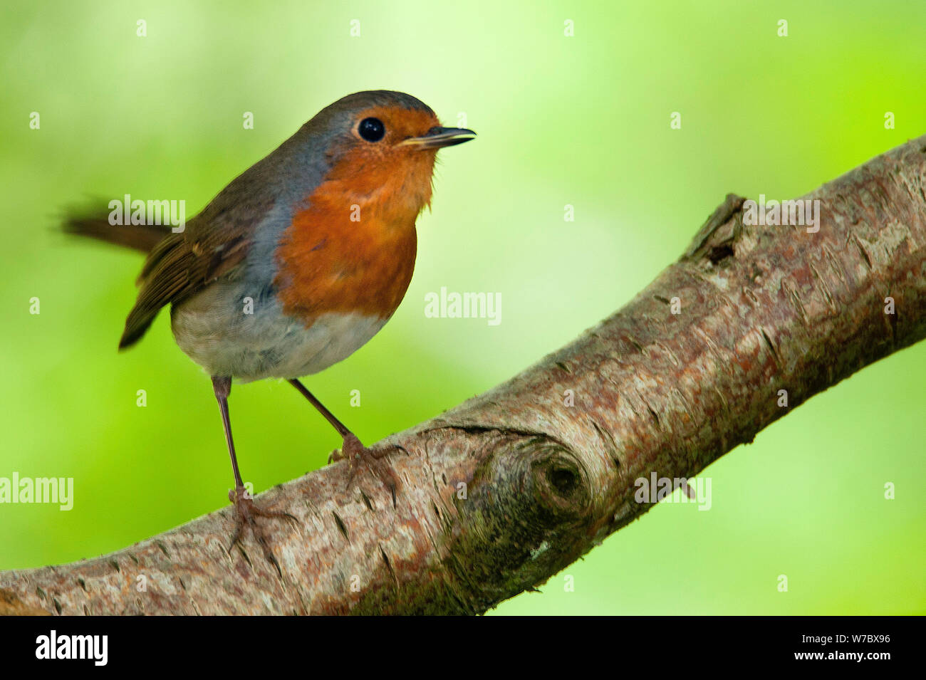 Robin in Wäldern in der nähe von Allensford, Northumberland Stockfoto