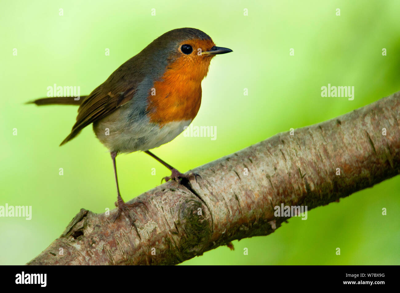 Europäische Robin/Erithacus rubecula in Wäldern in der nähe von Allensford, Northumberland Stockfoto