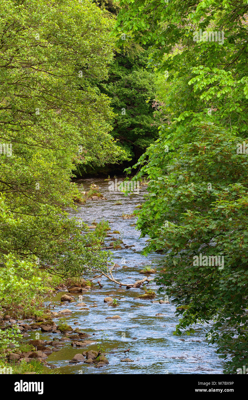 Am Fluss Derwent Allensford, County Durham Stockfoto