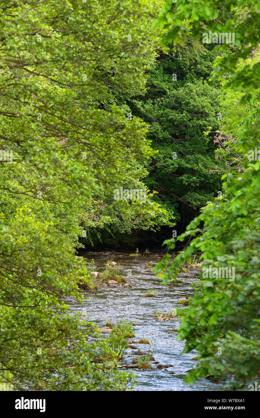 Am Fluss Derwent Allensford, County Durham Stockfoto