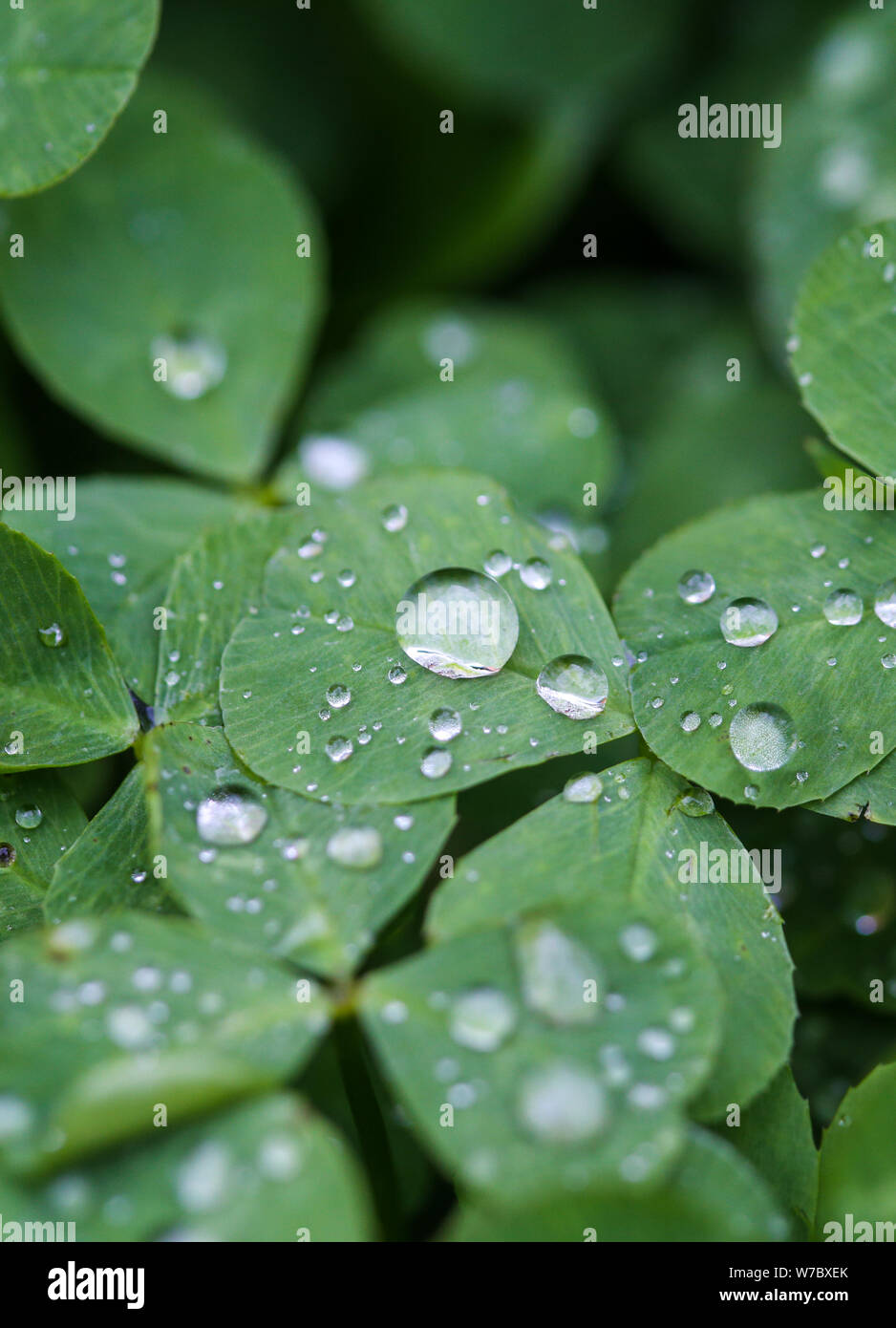 Nahaufnahme der Regen fällt auf drei Blätter Klee während eines regnerischen Tag Stockfoto