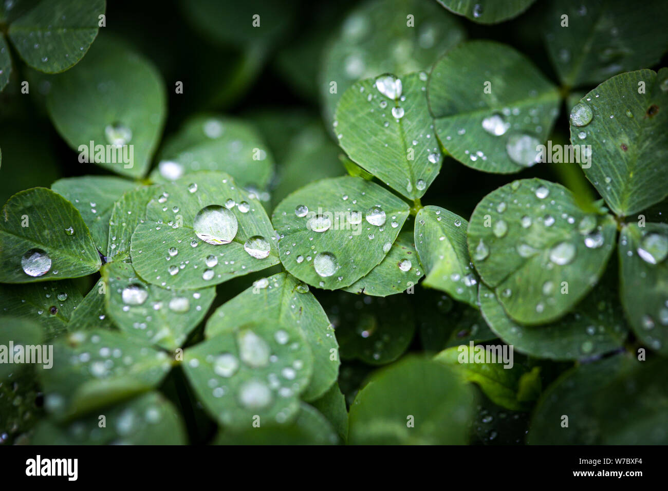 Nahaufnahme der Regen fällt auf drei Blätter Klee während eines regnerischen Tag Stockfoto