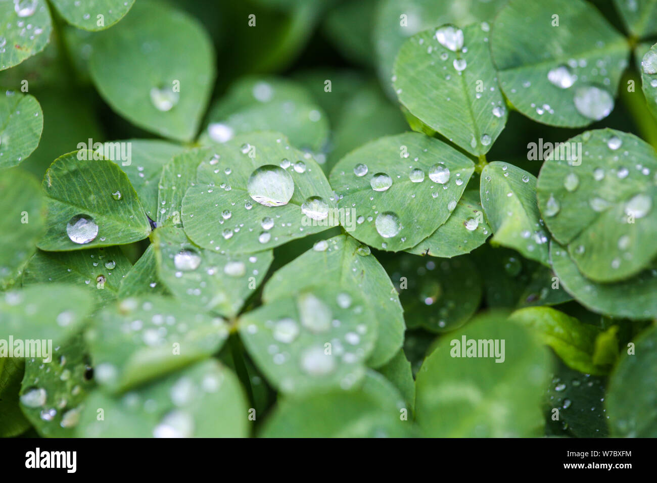 Nahaufnahme der Regen fällt auf drei Blätter Klee während eines regnerischen Tag Stockfoto