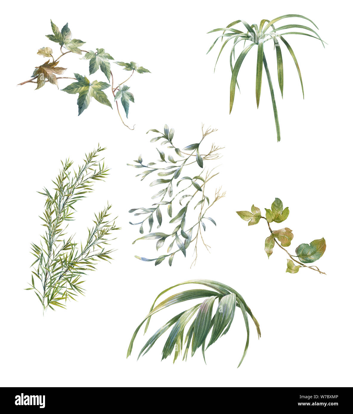 Aquarell von Blättern Abbildung auf weißem Hintergrund Stockfoto