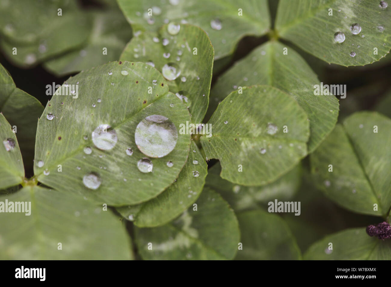 Nahaufnahme der Regen fällt auf drei Blätter Klee während eines regnerischen Tag Stockfoto