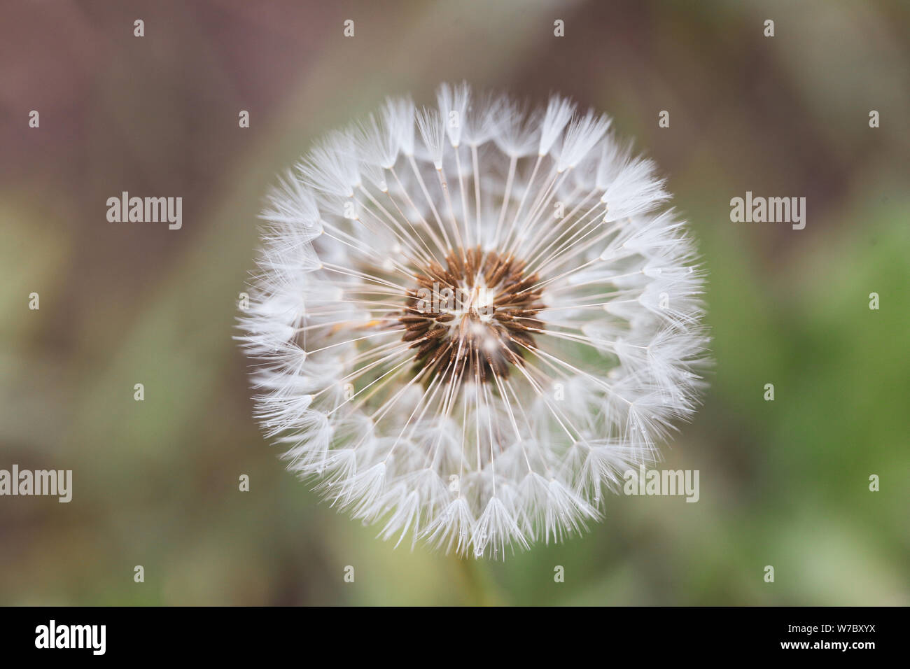 Close-up image of a seeding dandelion flower (Taraxacum) during a rainy summer day Stockfoto
