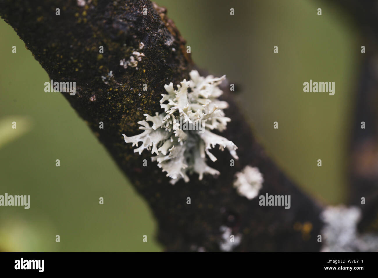 Makrofotografie mit grauen Baum Pilz Stockfoto